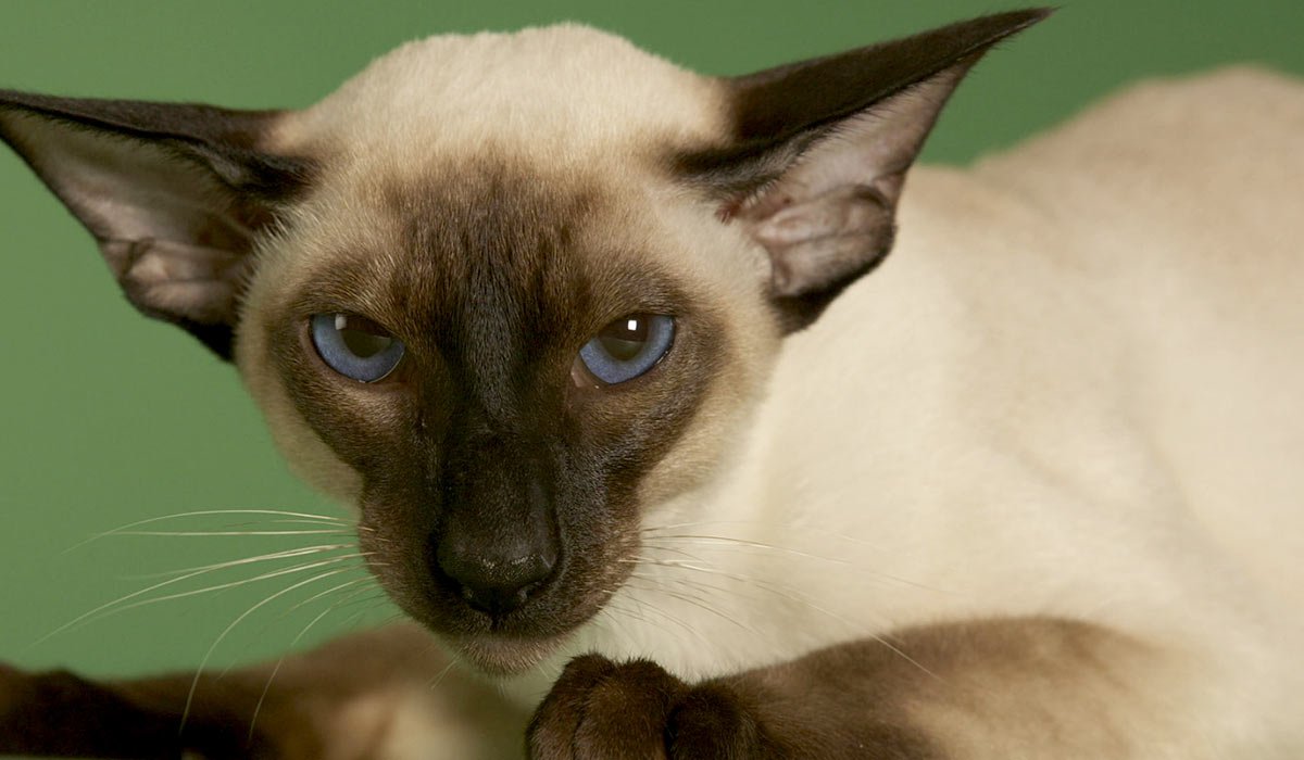 Сиамская кошка