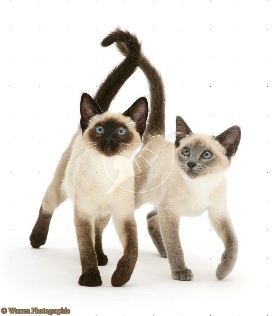 Сиамская кошка