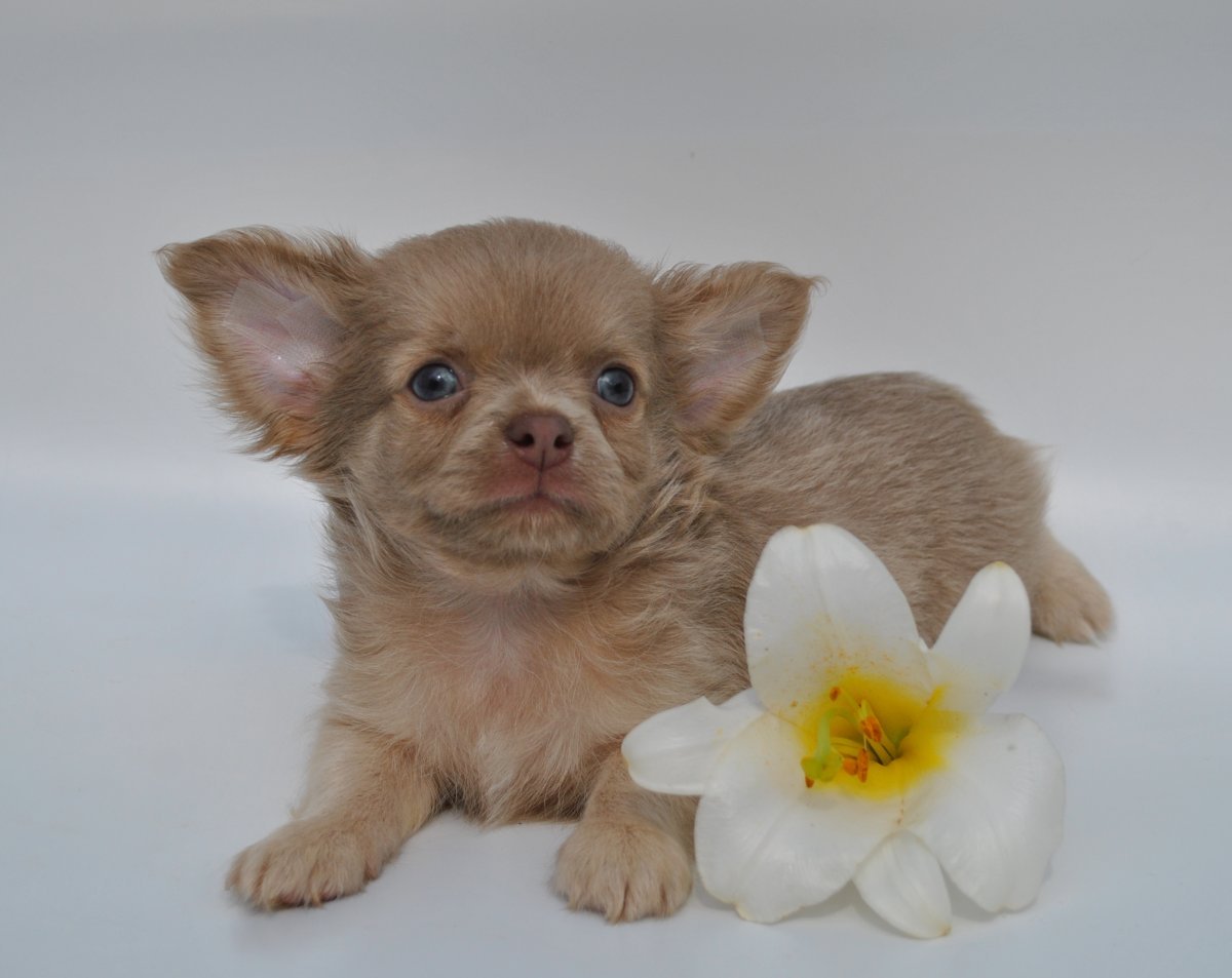 Лиловый чихуахуа