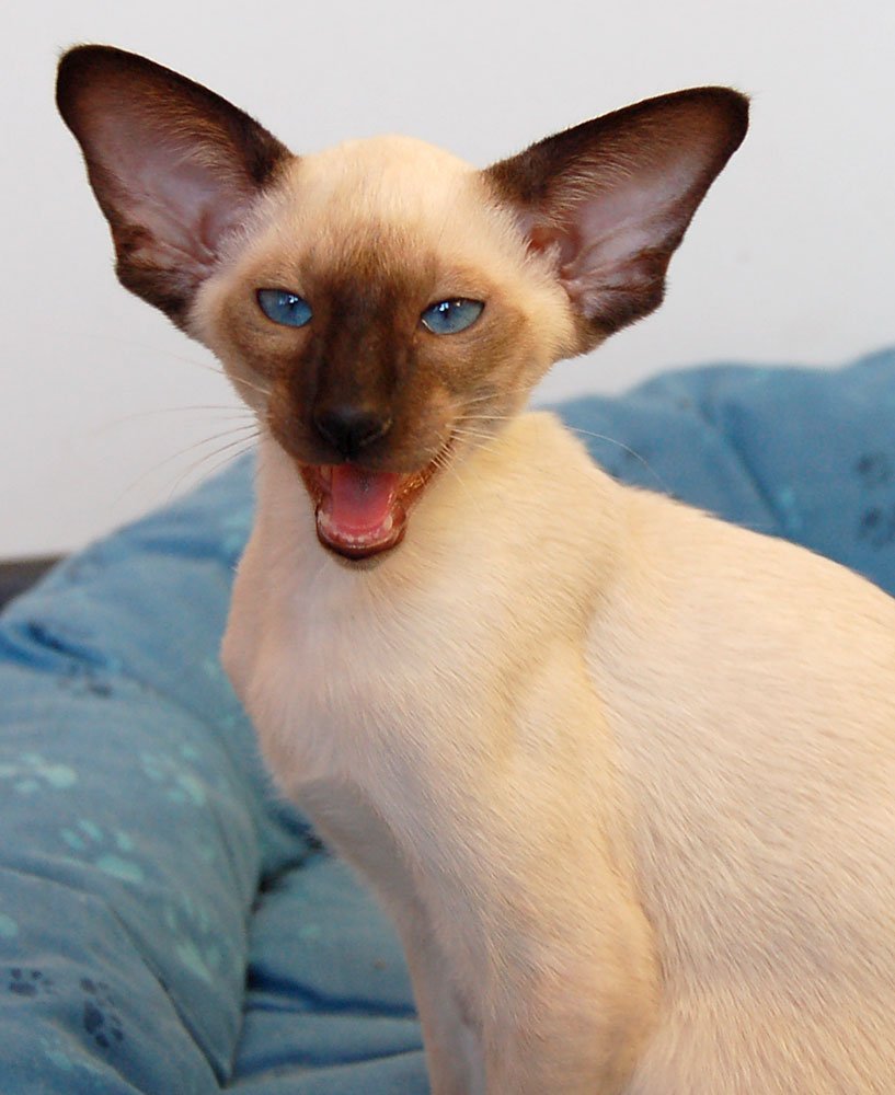 Сиамская кошка Ориентал