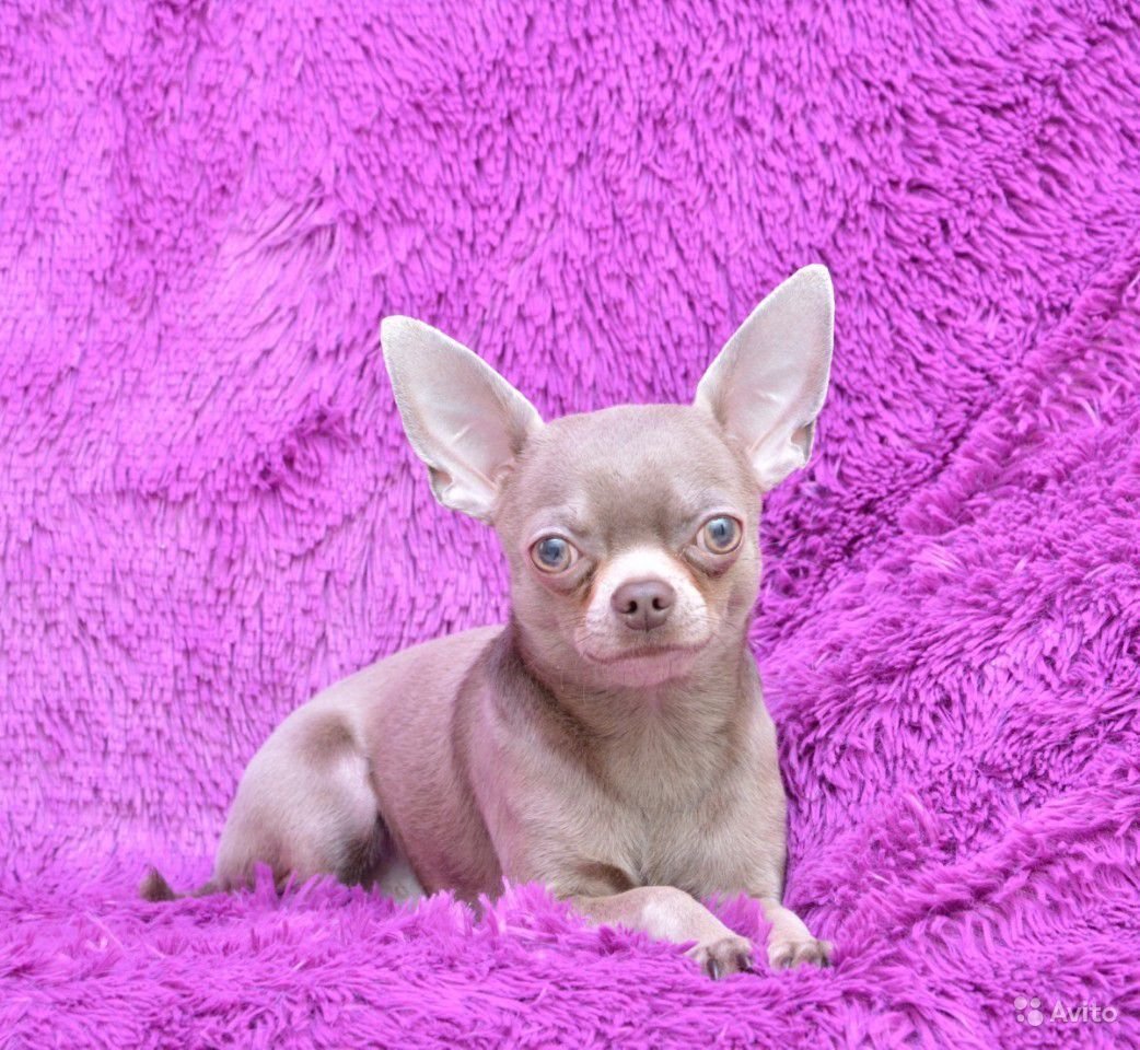 Лиловый чихуахуа фото