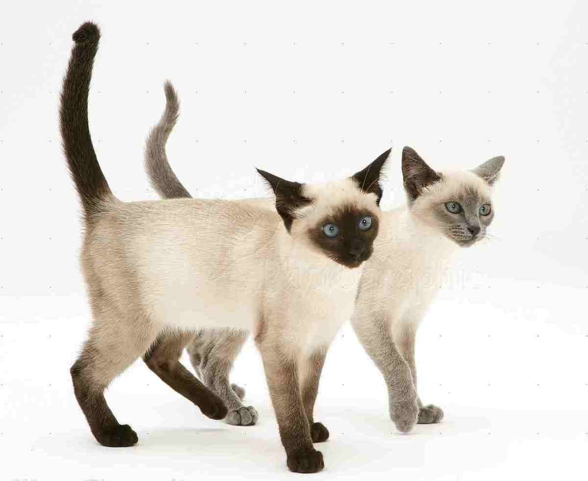 Кошки маленькие породистые сиамские