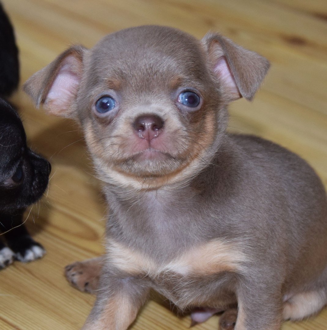 Лиловый чихуахуа Дир