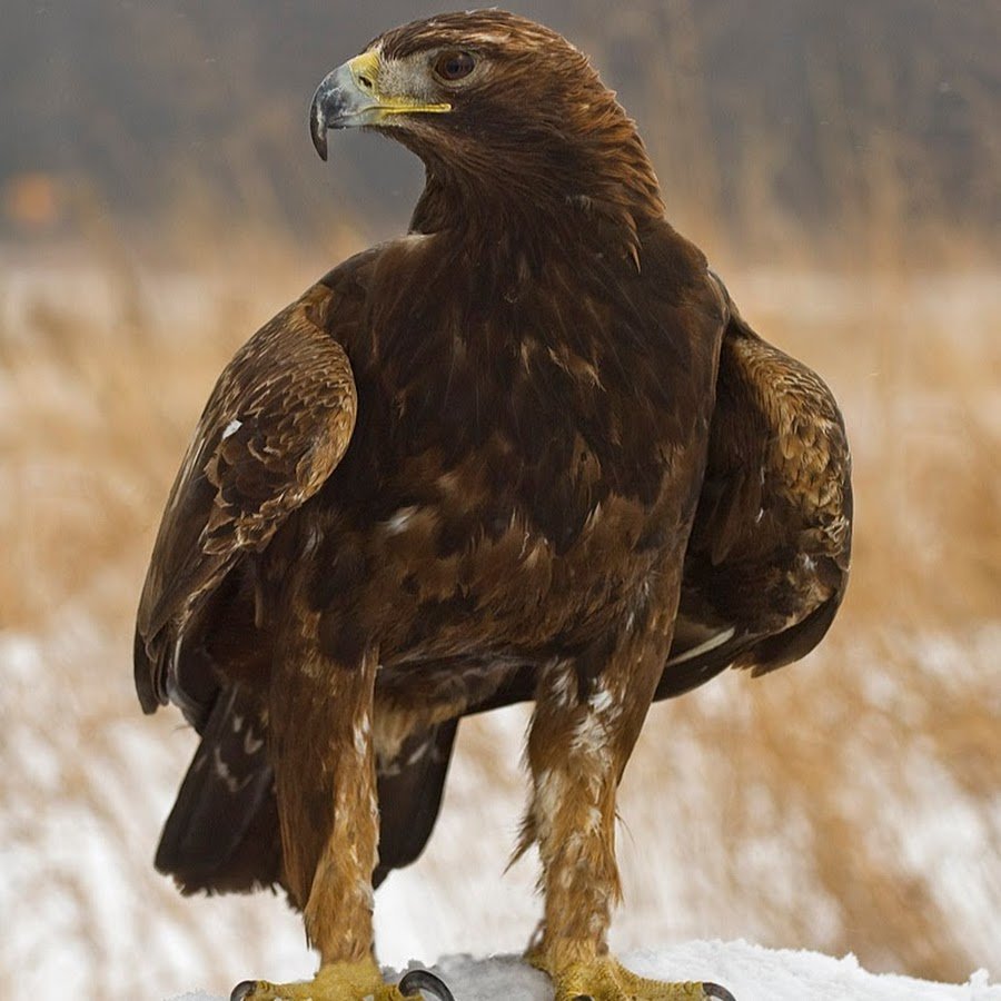 Обыкновенный канюк Buteo Buteo