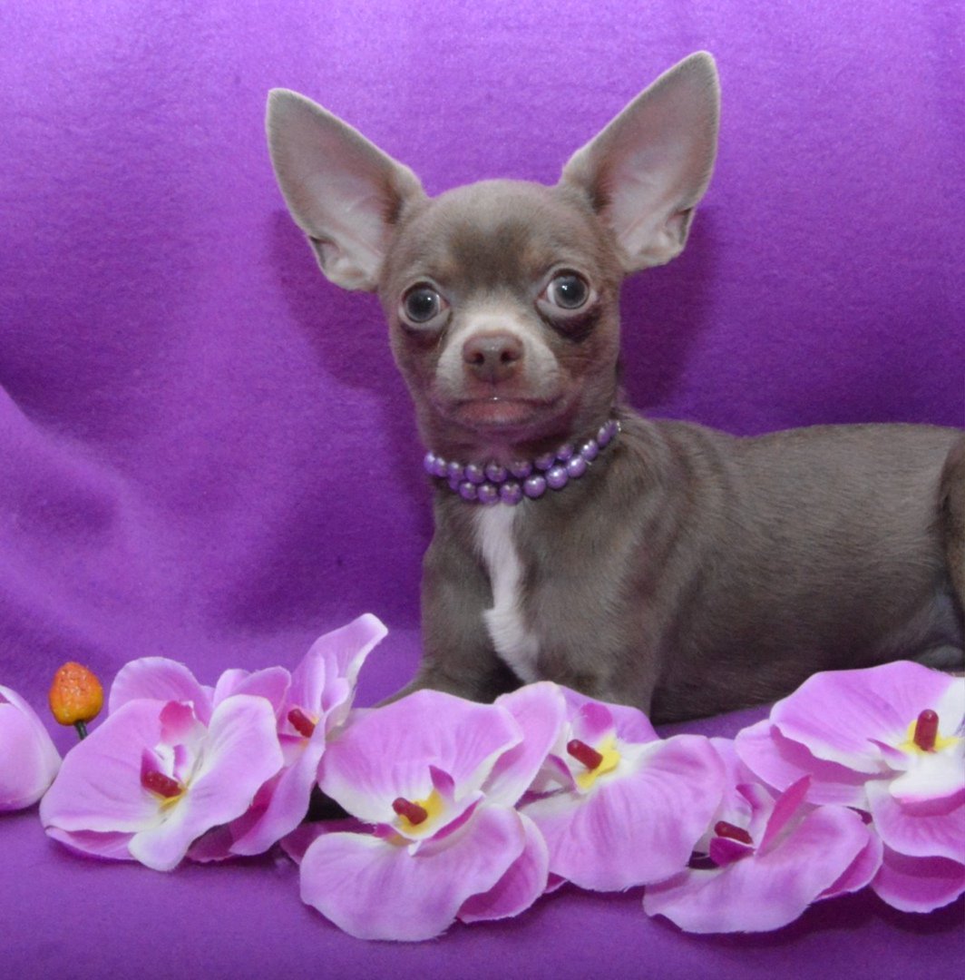 Лилово подпалый чихуахуа