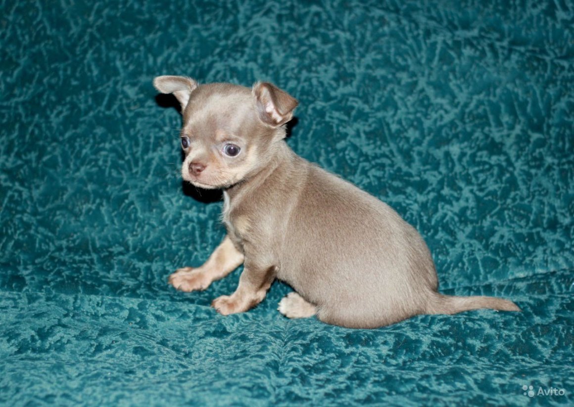 Лиловая чихуахуа новорожденная