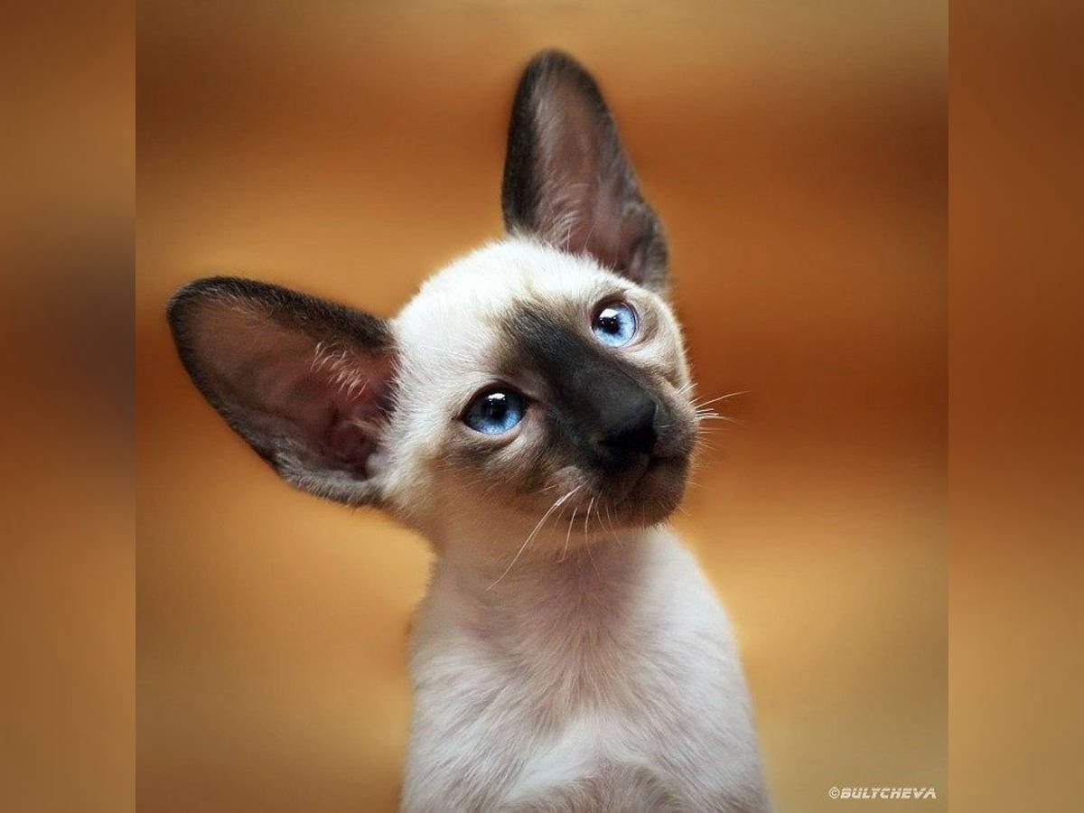 Сиамская кошка Ориентал