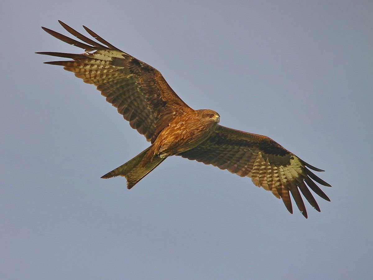 Лунь канюк тетеревятник