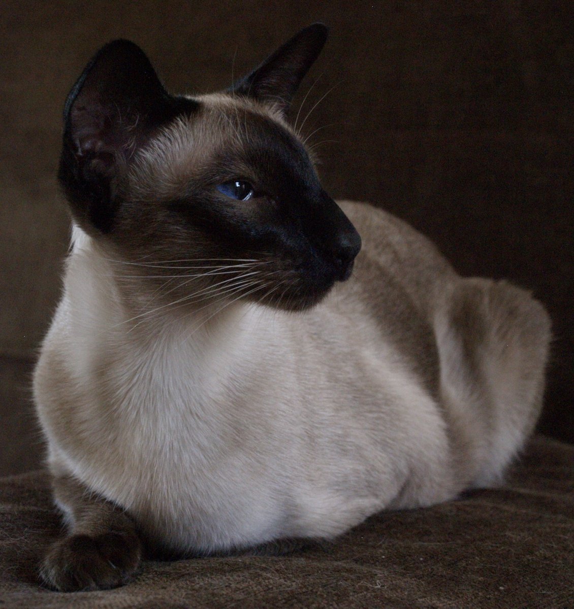 Сиамский кот чистокровный