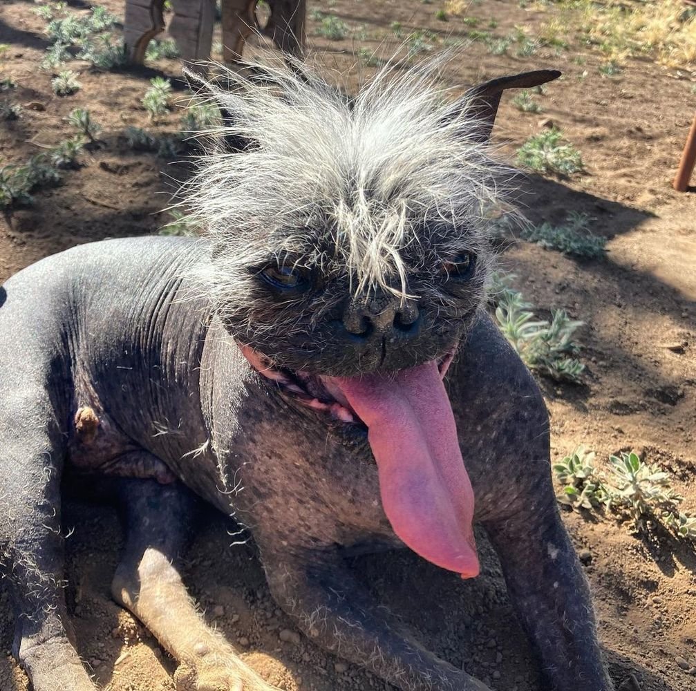 Самая уродливая собака в мире