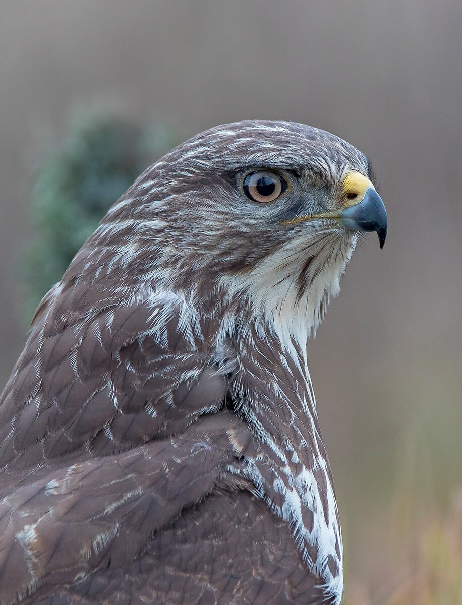 Хищные птицы Кубани канюк