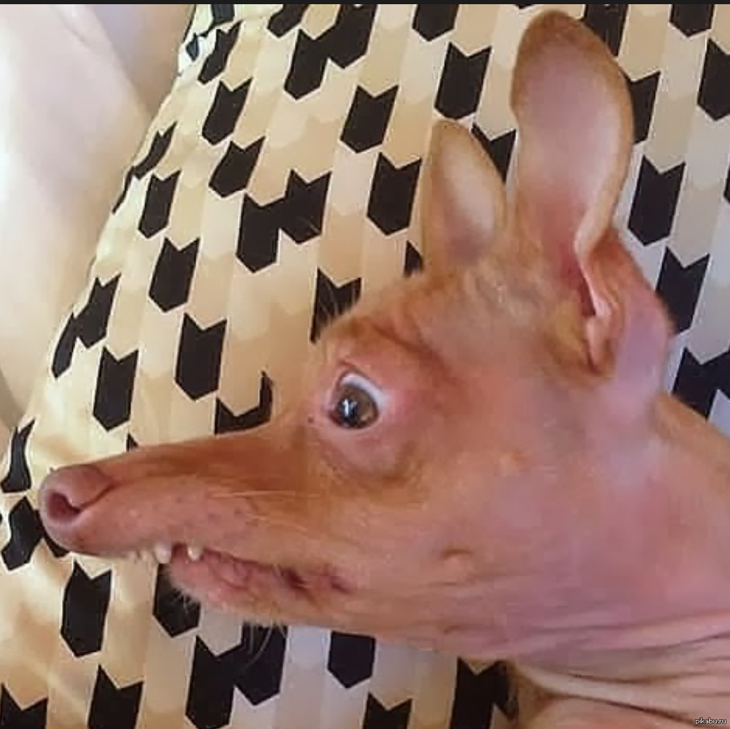 Лысая собака похожая на крысу