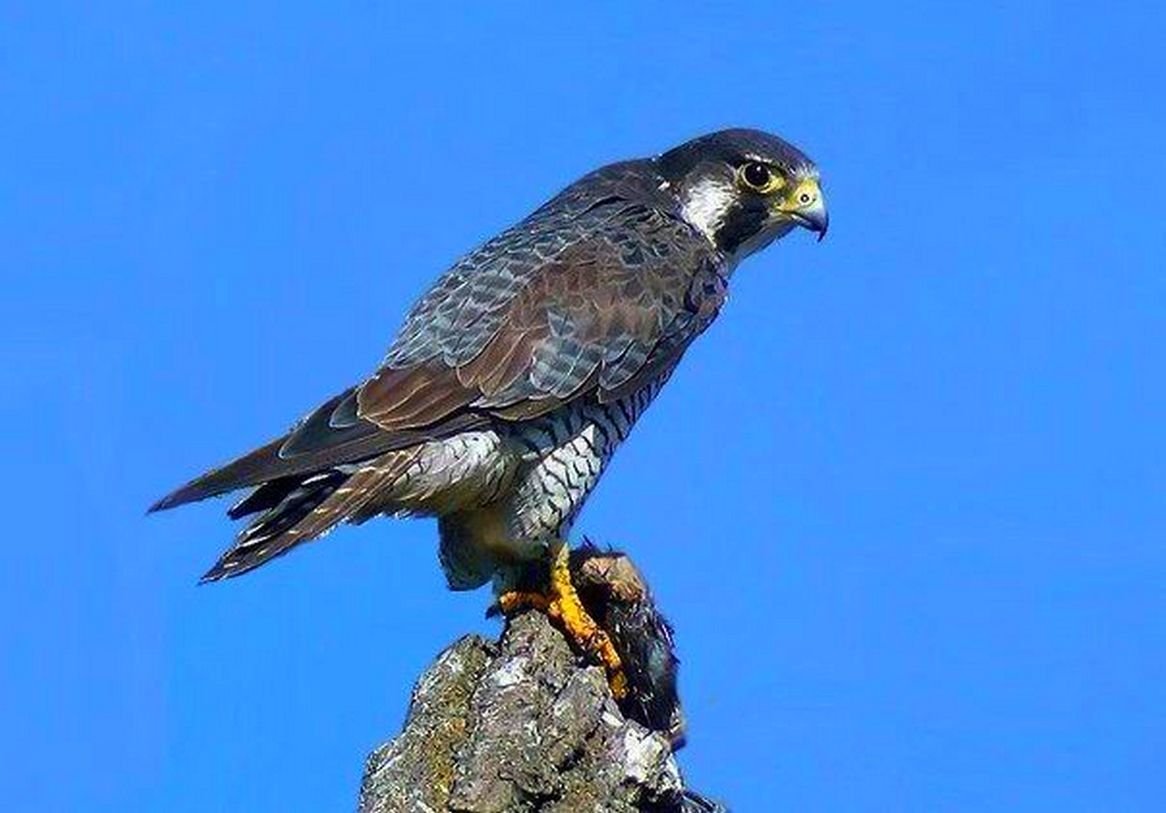 Ястреб краснохвостый Сарыч