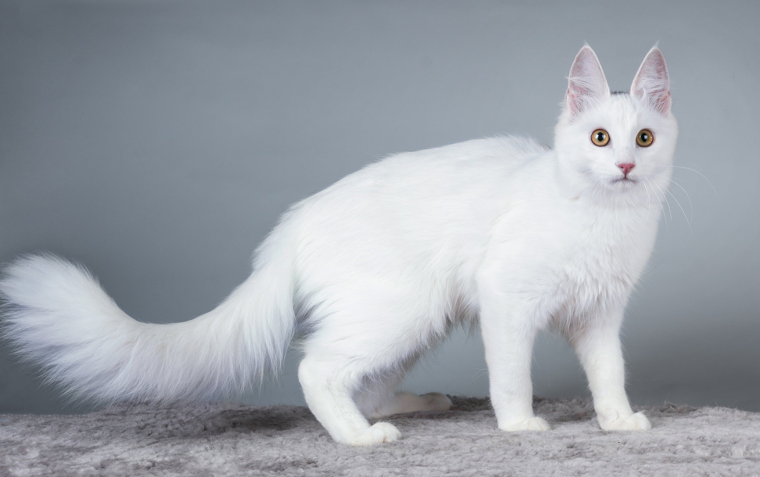 Турецкая ангора кот белый фото