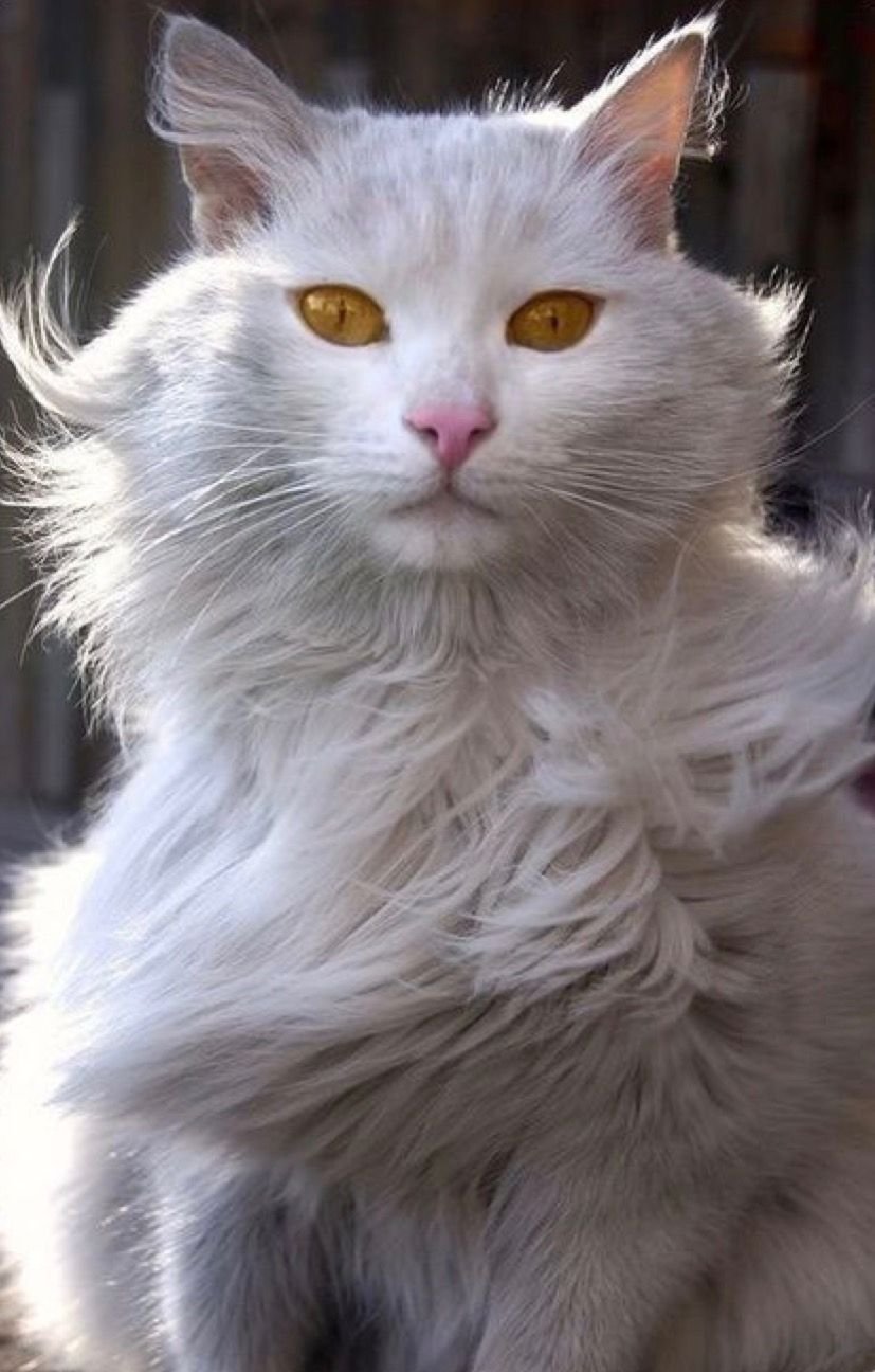 Белый кот с янтарными глазами