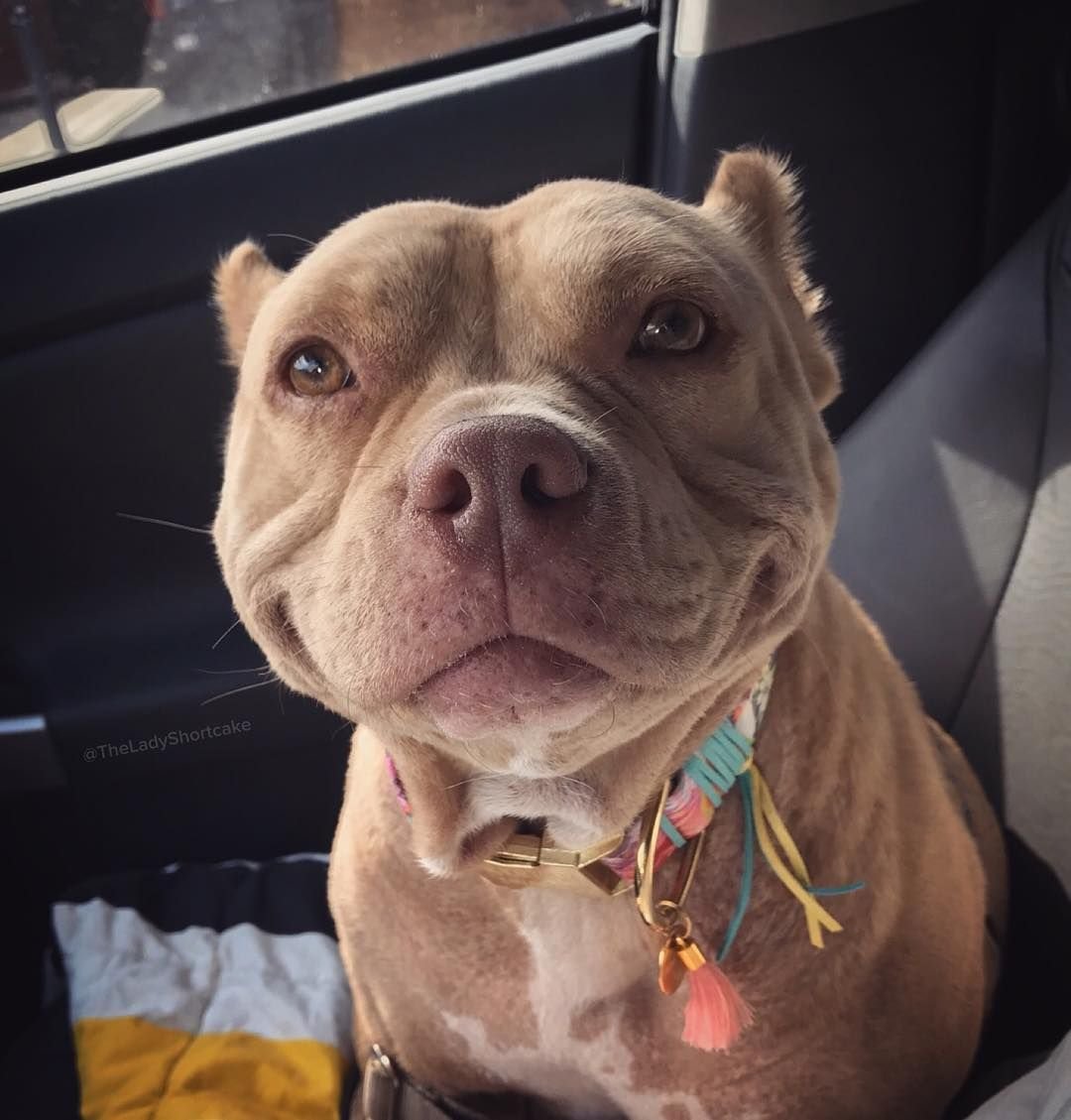 Американский стаффордширский терьер убийца