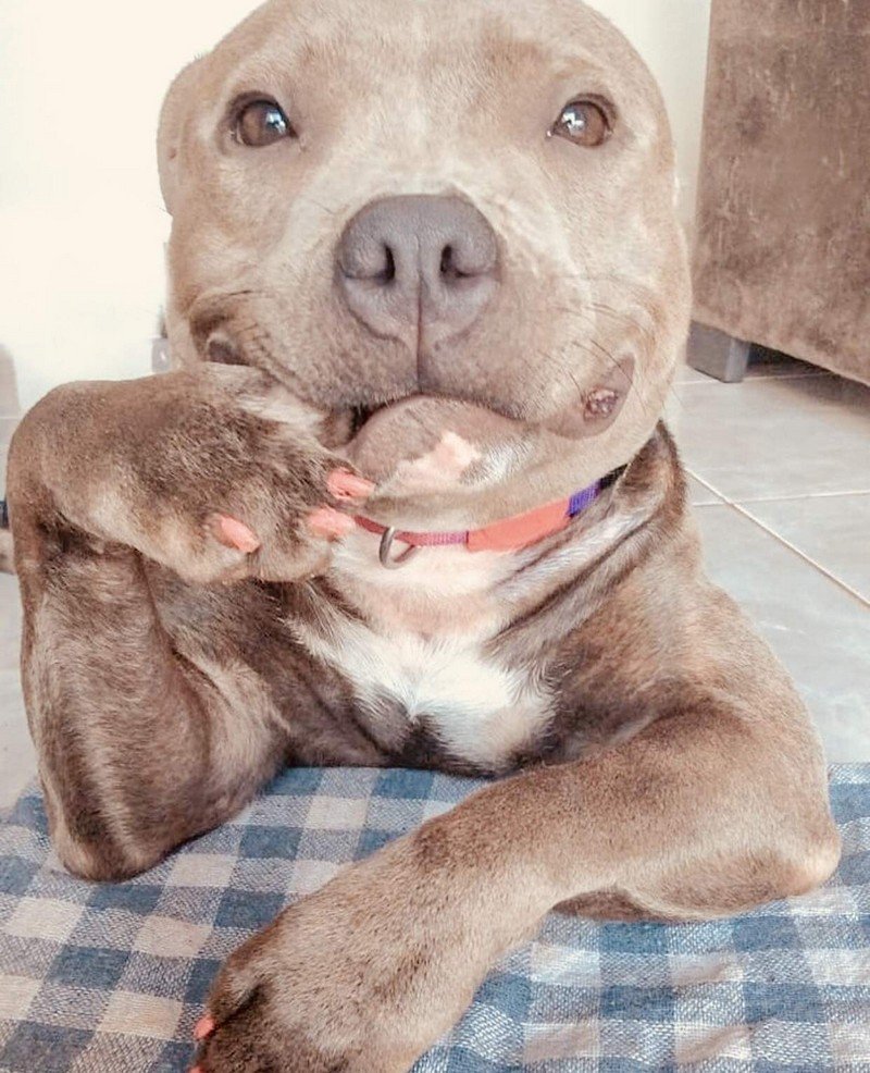 Питбуль с человеком