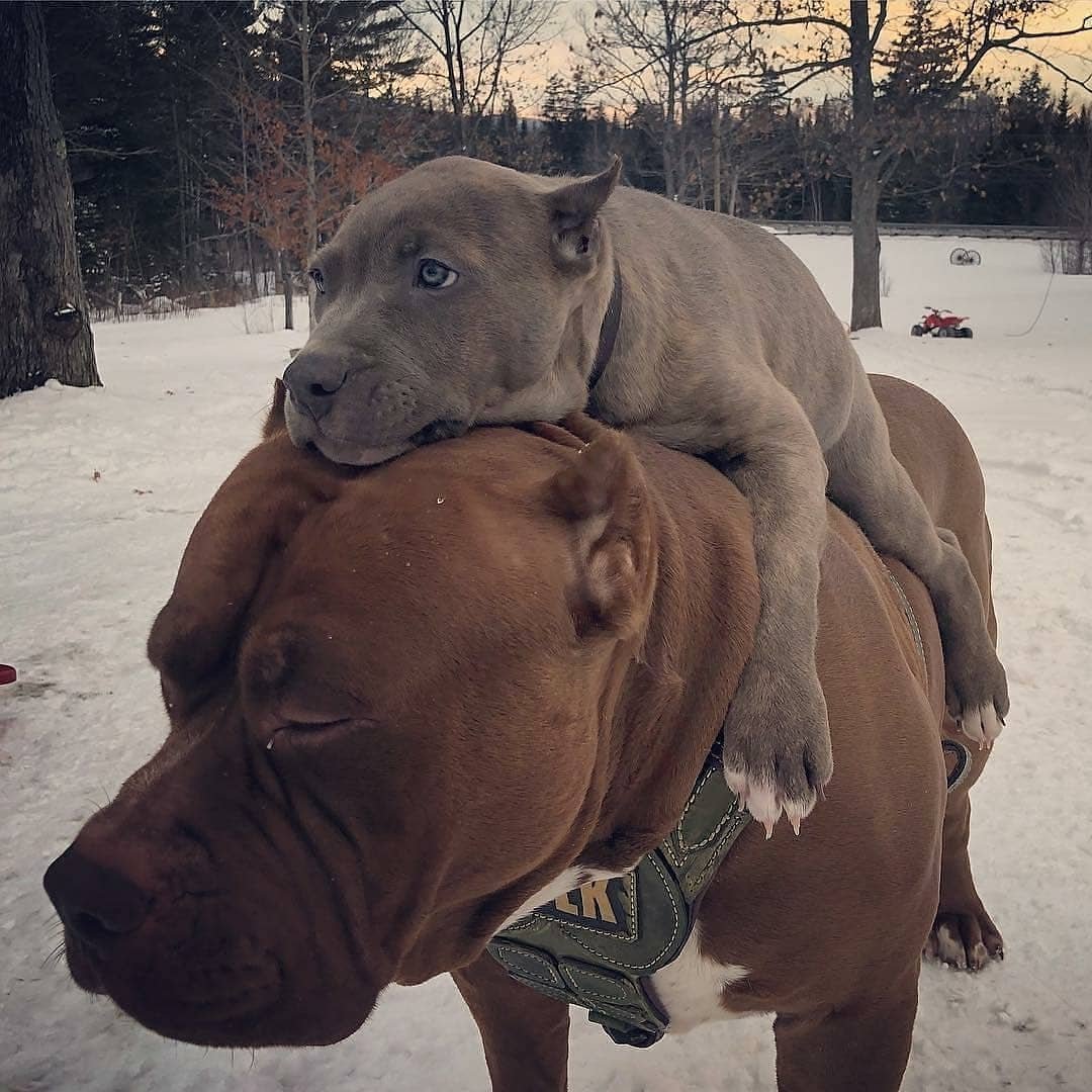 Собака-улыбака порода стафф