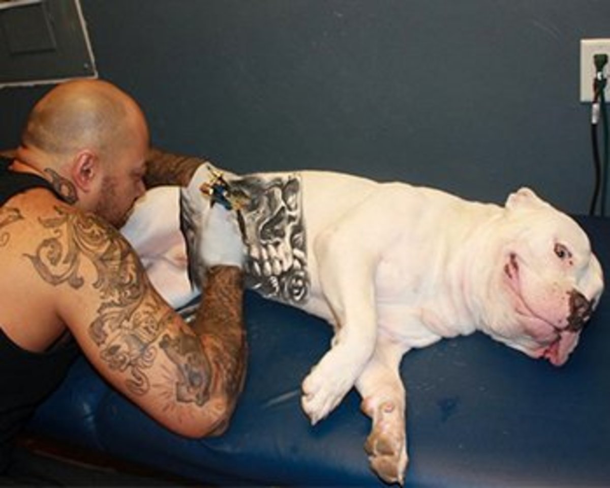 Питбуль мертвая хватка