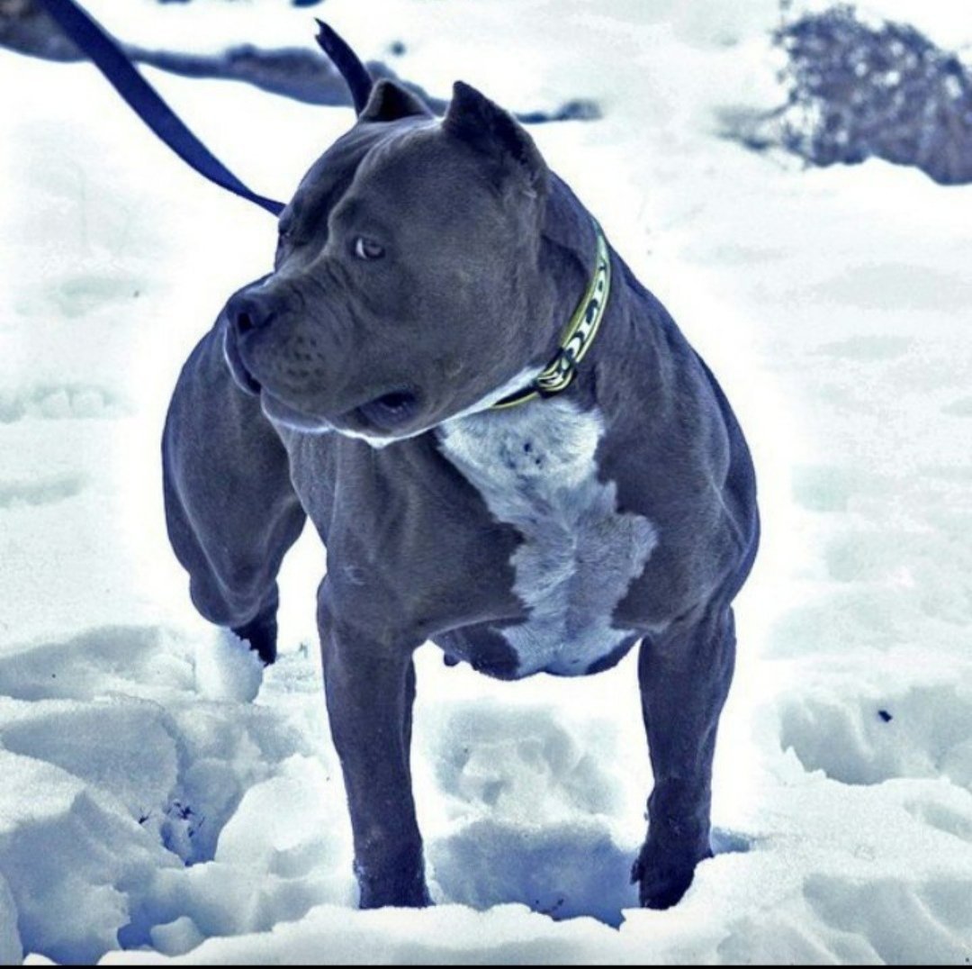 Миниатюрный бультерьер злой