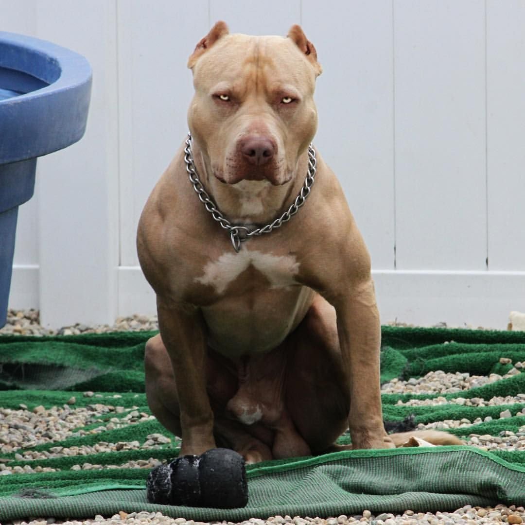 Стаффордширский терьер в атаке