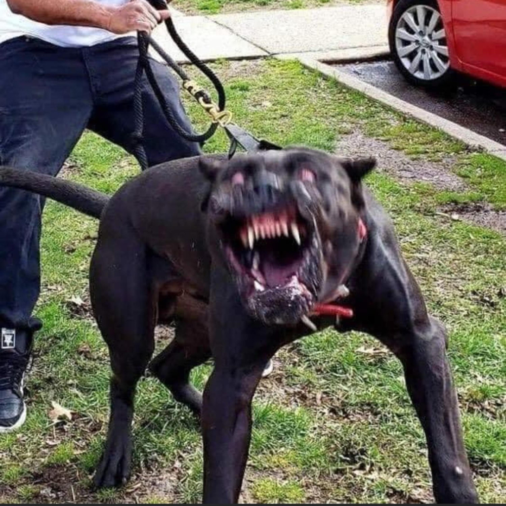 Парень с бойцовской собакой