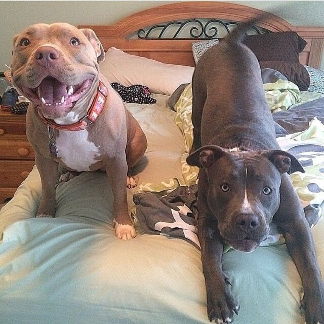 Питбуль крутой