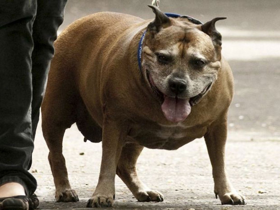 Стаффордширский терьер толстый