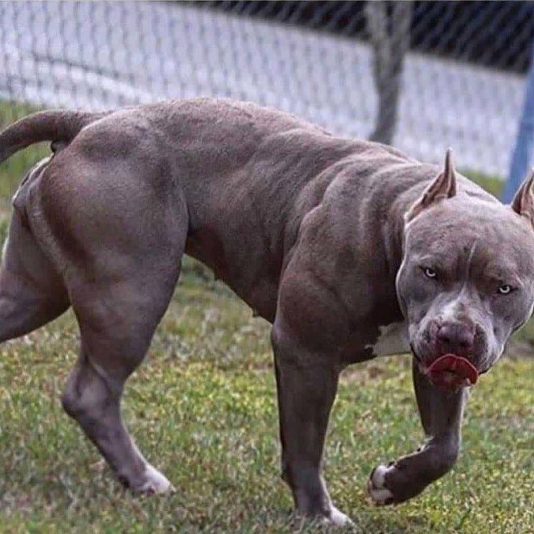 Американский булли Джон уик