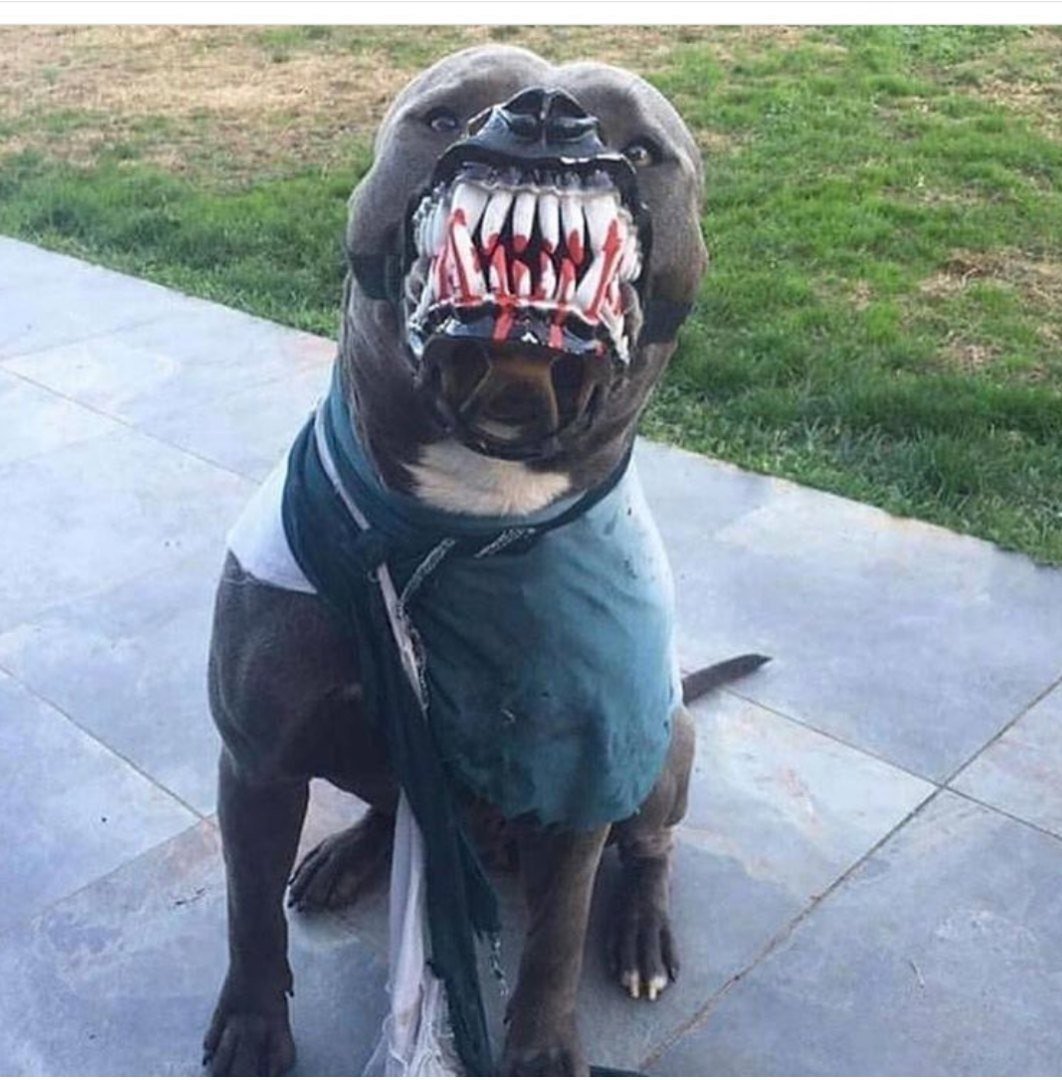 Аргентинский дог злой убийца