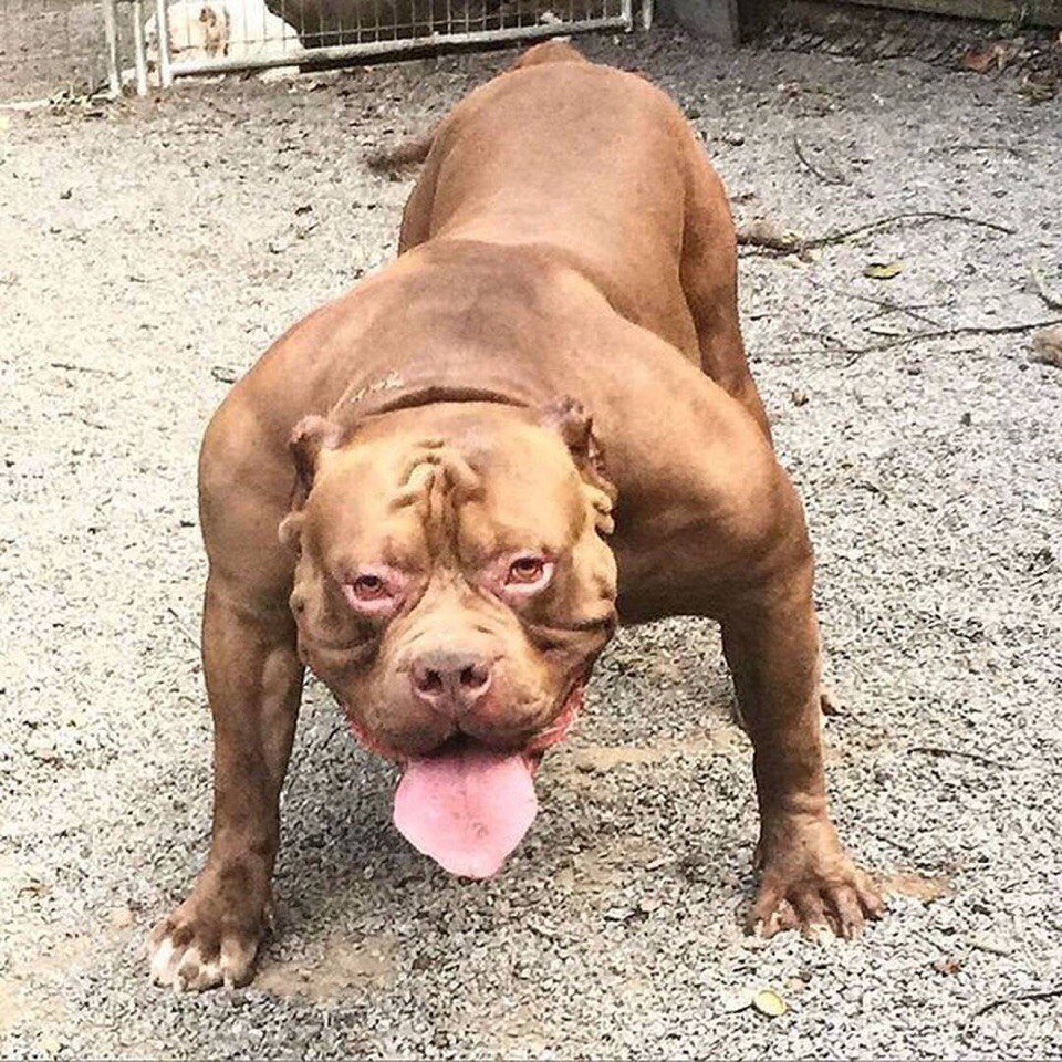 Питбуль улыбается