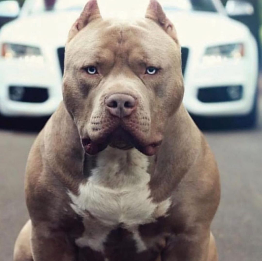 Американский булли Монстер XL