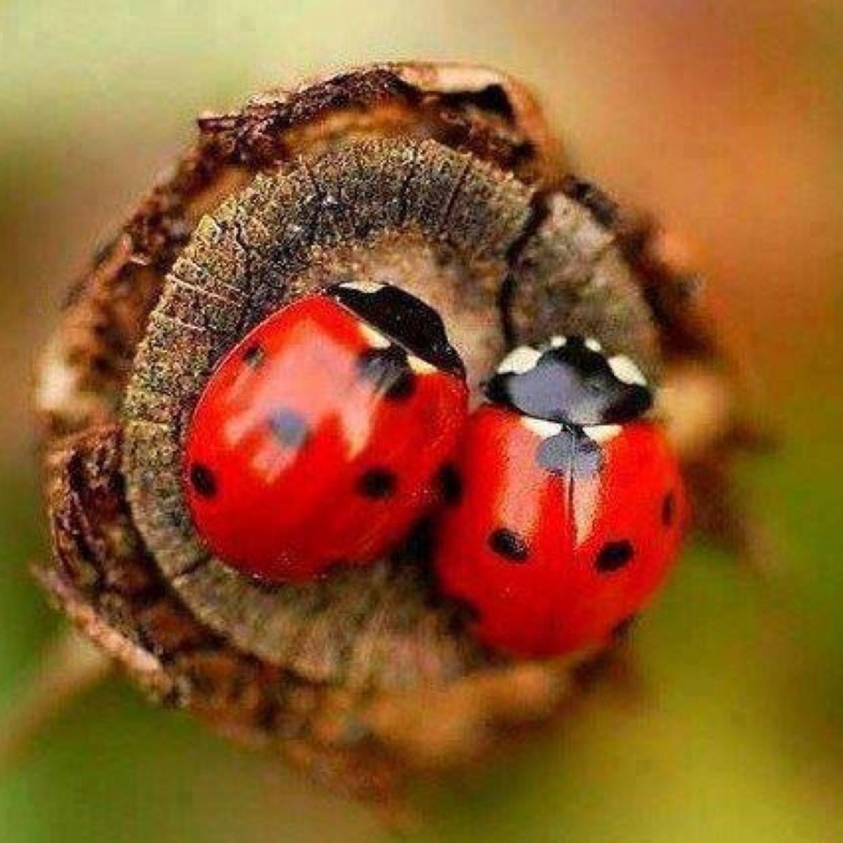 Ядовитая Божья коровка для человека
