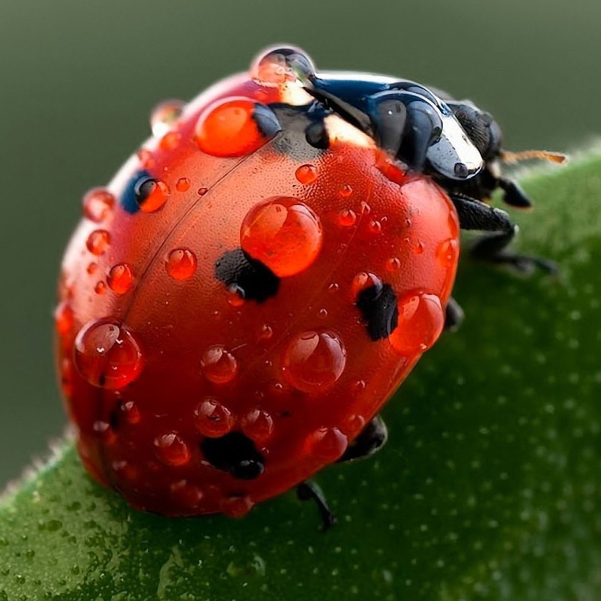 Божья коровка в природе
