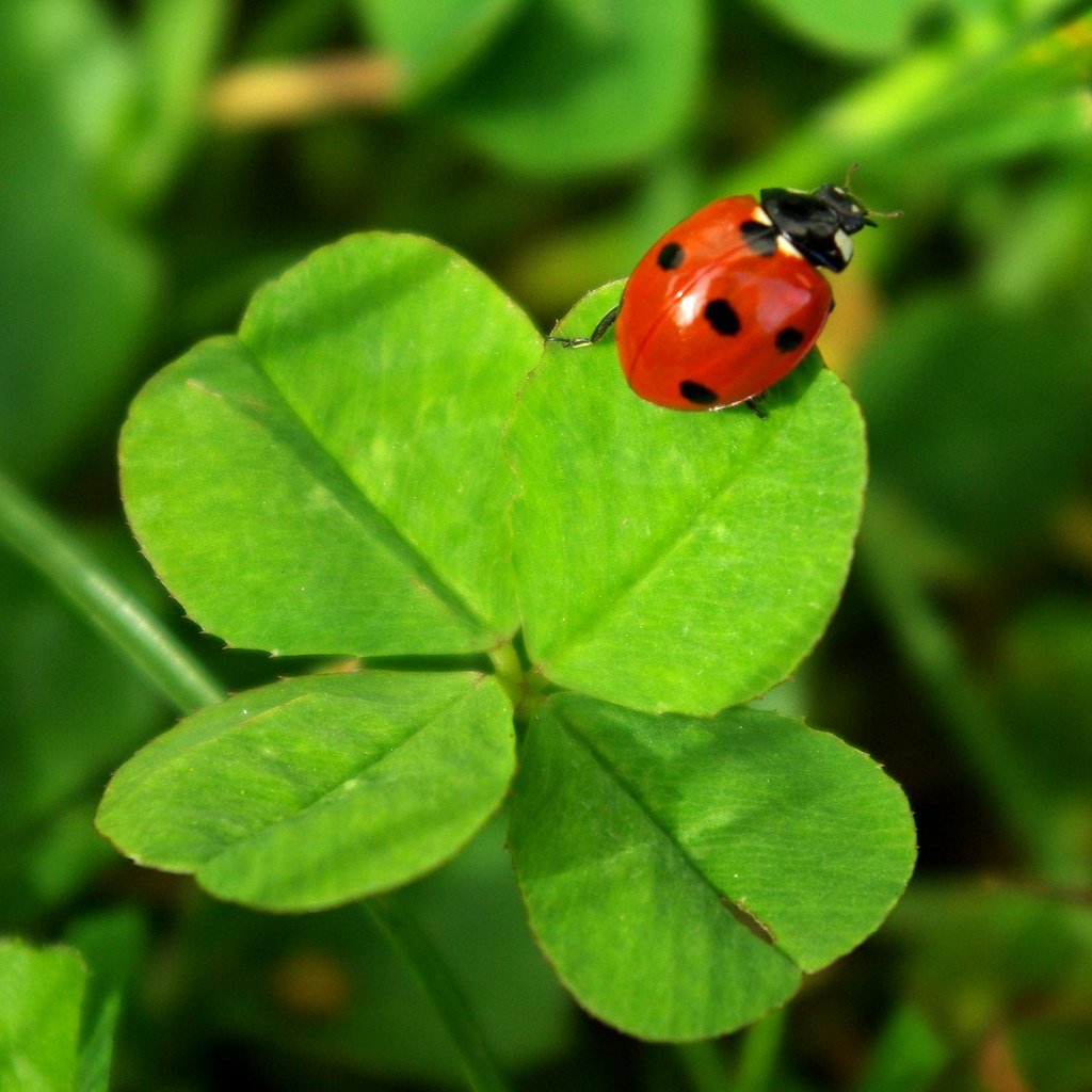 Клевер четырехлистный Божья коровка