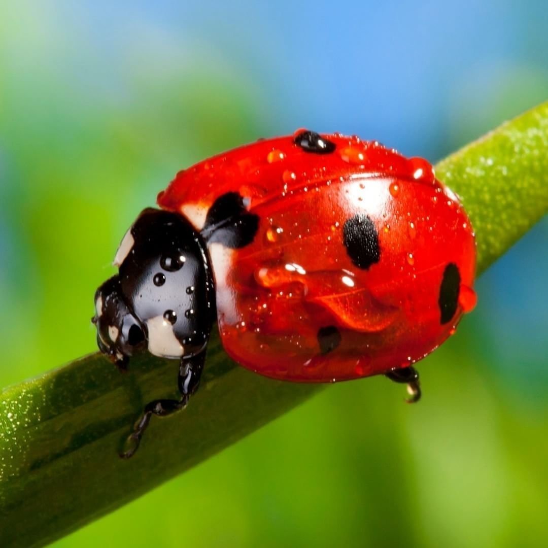 Божья коровка Арлекин