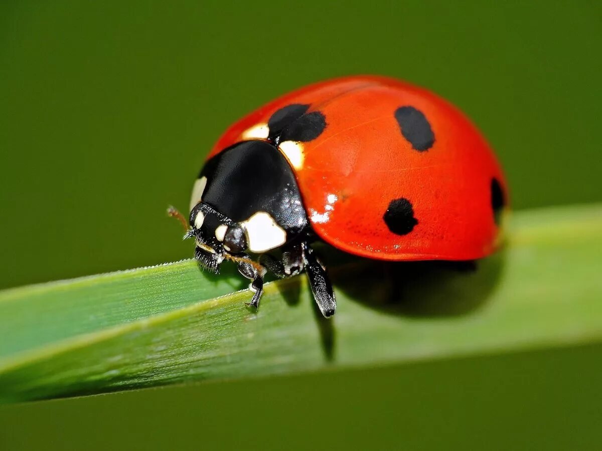 Чёрная Божья коровка с красными точками