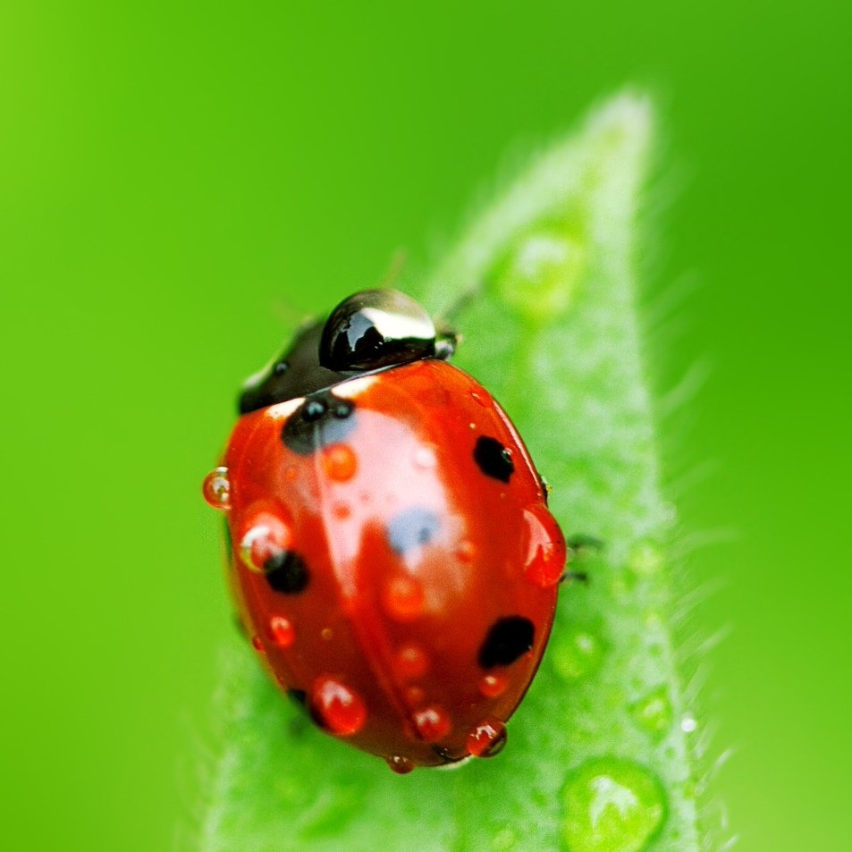 Обои на рабочий стол красивые большие на весь экран бесплатно