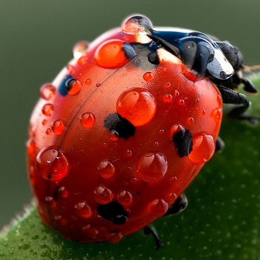 Размножение Божьих коровок