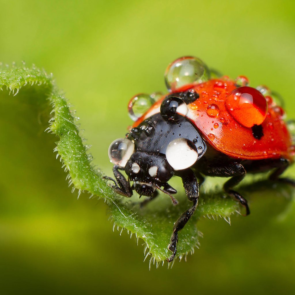 Глаза божьей коровки