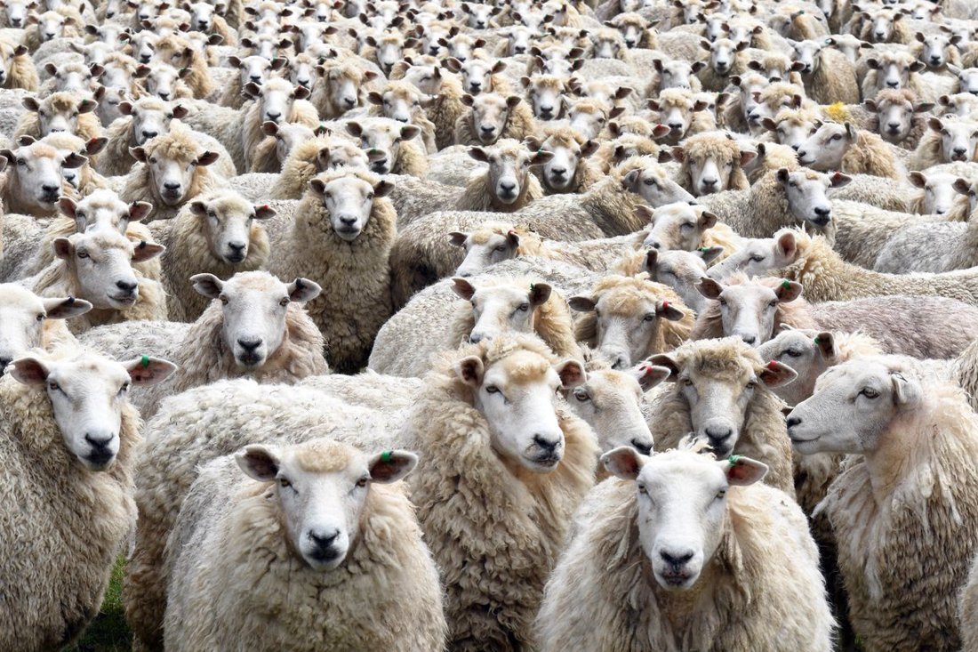 Панургово стадо овец