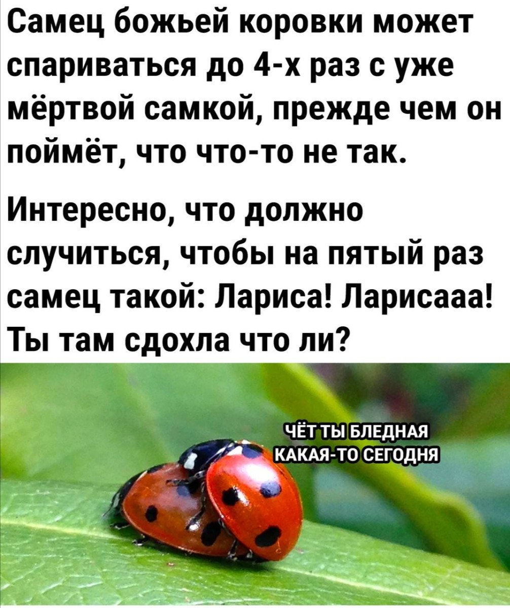 Божьи коровки