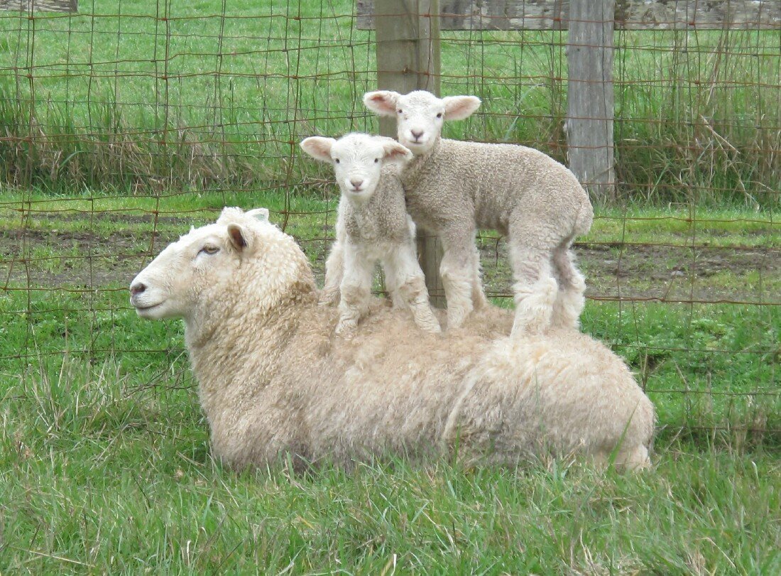 Ягнята домашние