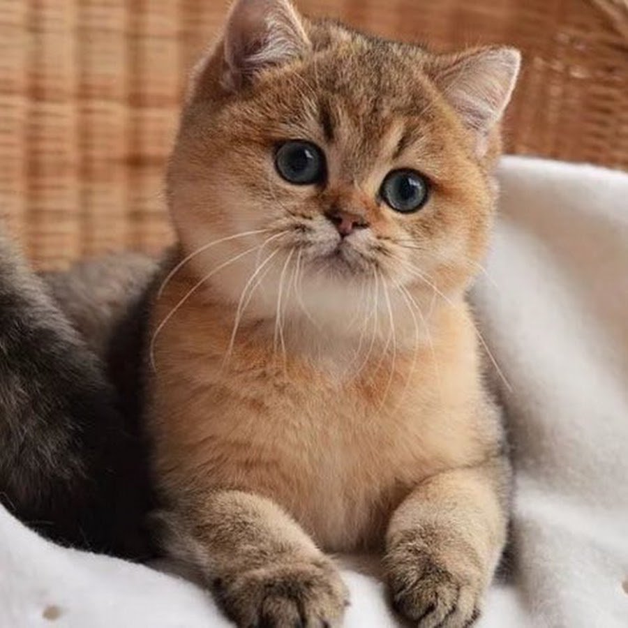 Британский длинношерстный кот