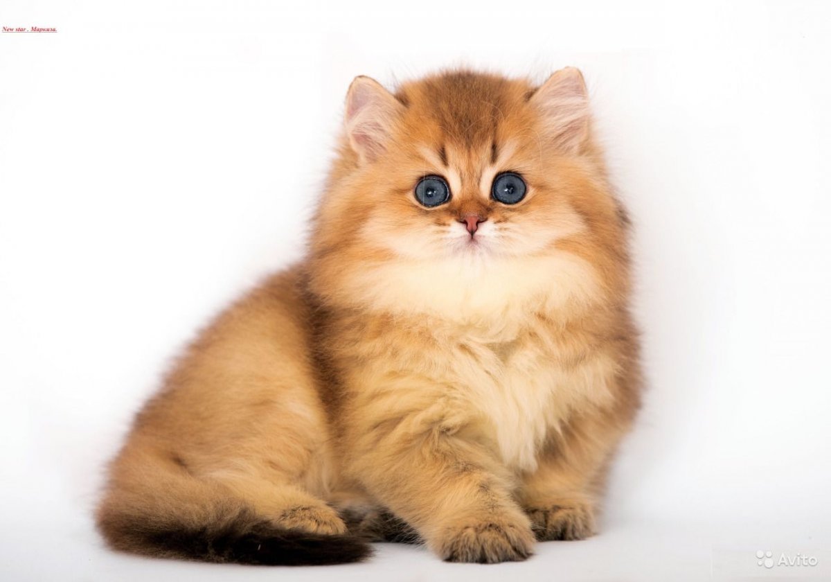 Британская Золотая шиншилла длинношерстная