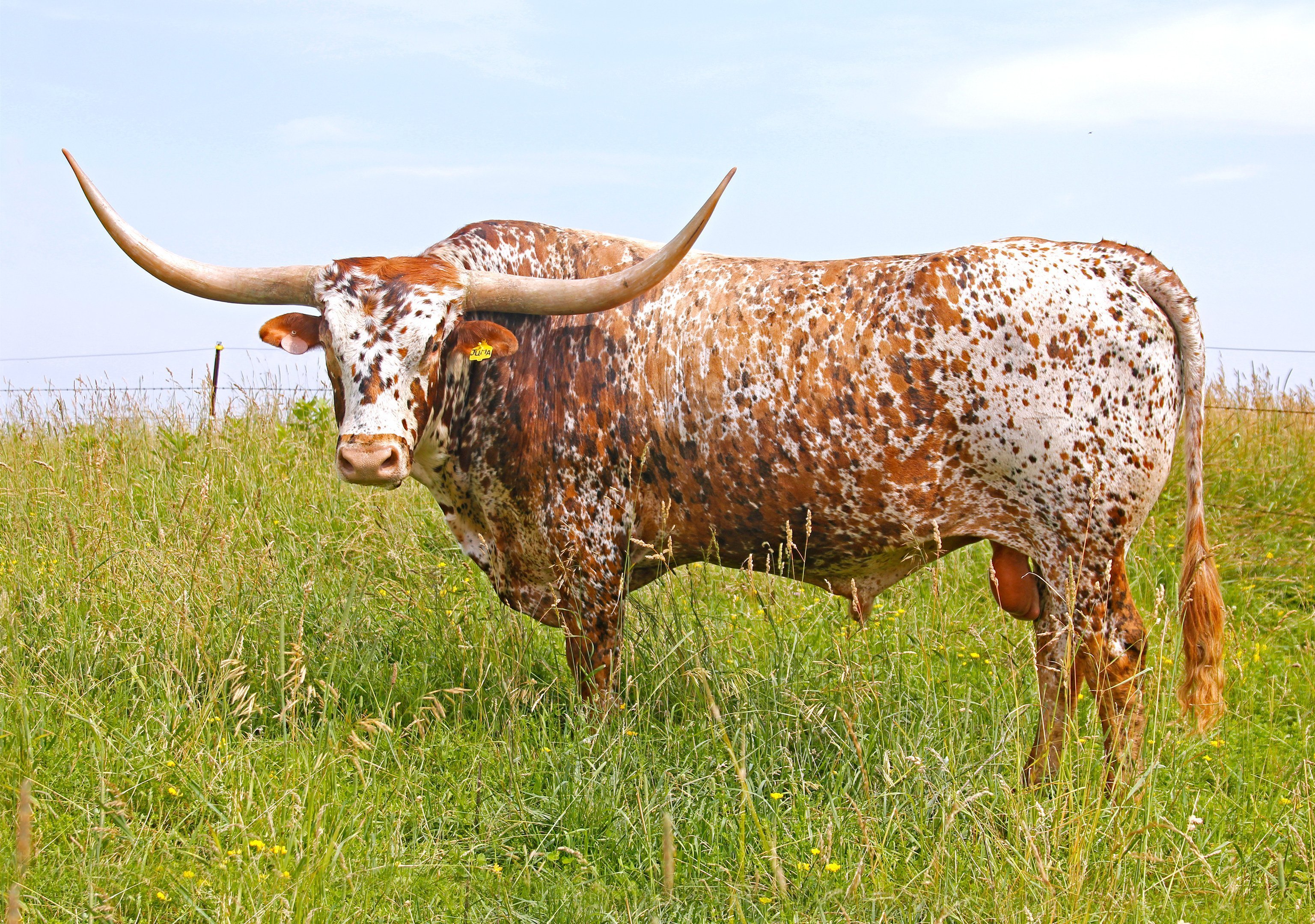 Бык пестрый. Техас Лонгхорнс бык. Бык красно пестрой породы. Галштейн порода бык. Айрширская порода бычки.