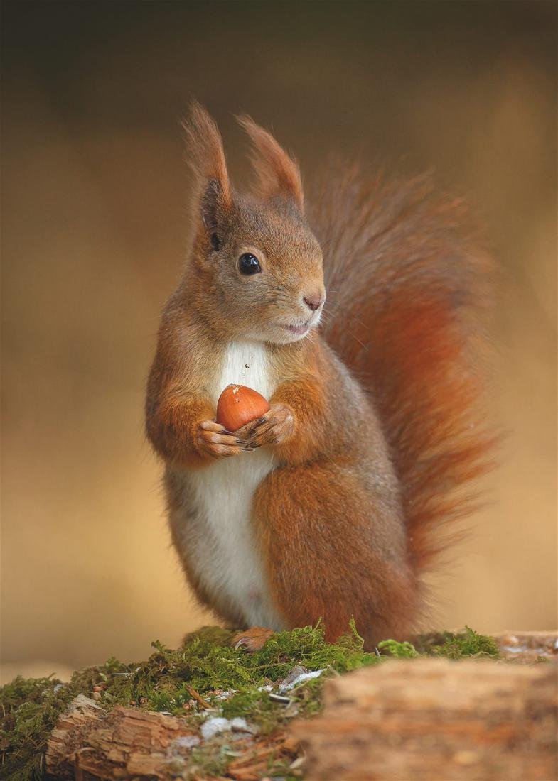 Красивая белка