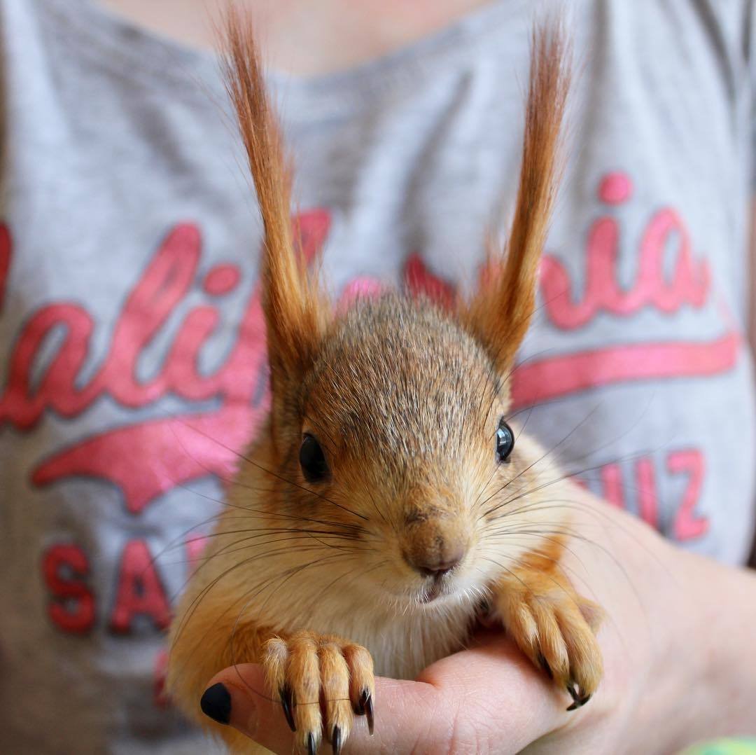 Домашние белки