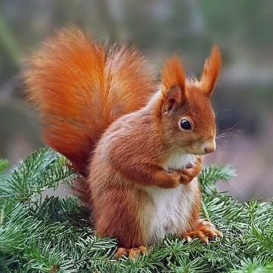 Белочка на елке