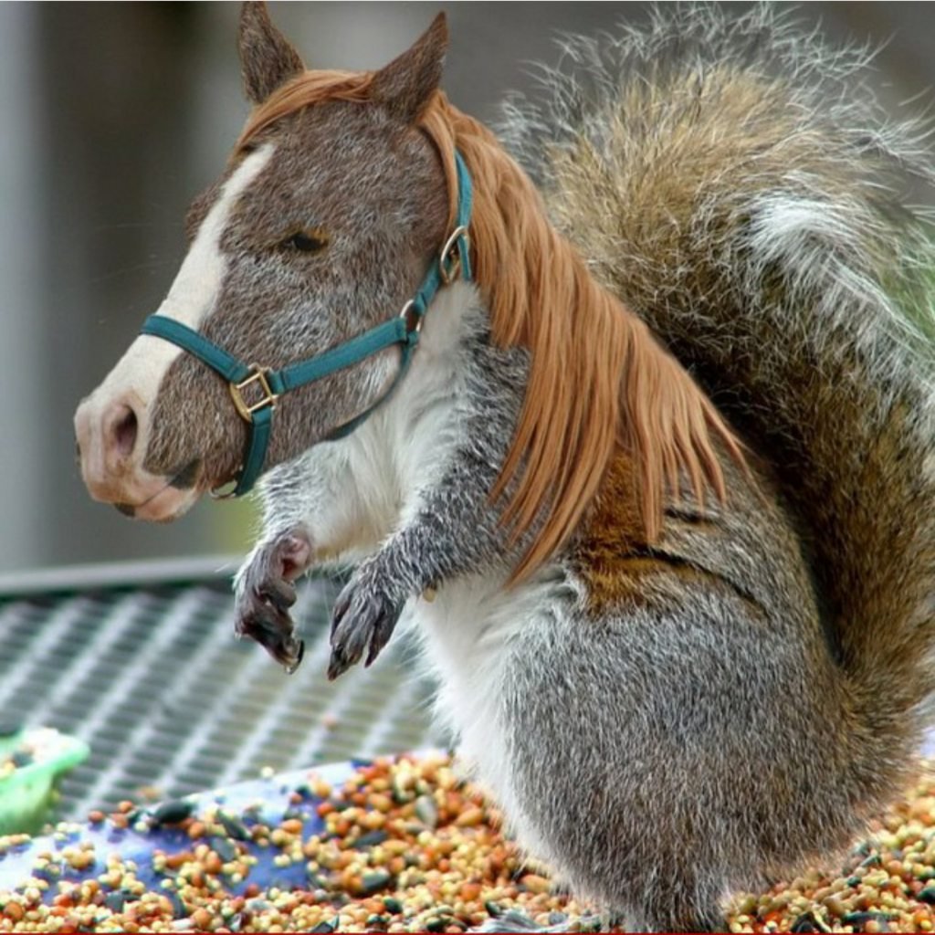 Стремная белка